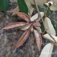 Pterospermum suberifolium (L.) Raeusch.